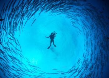 Balıkların Avlanabilir Yasal Boyları