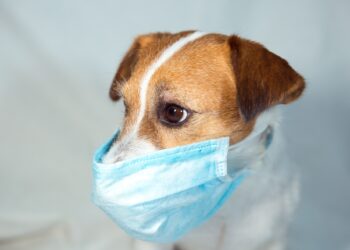 Çöpe atılmayan maskeler vahşi yaşamı etkiledi